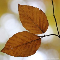 /album/macro/frida-dumont-img-4479-jpg/